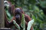 Orphaned orangutan at Sepilok -- borneo_5347