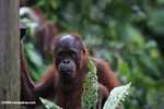Orphaned orangutan at Sepilok -- borneo_5348