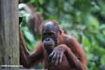 Orphaned orangutan at Sepilok -- borneo_5350
