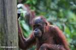 Orphaned orangutan at Sepilok -- borneo_5352