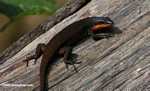 Brown skink with an orange throat