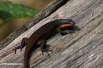 Dark brown forest skink with an orange throat and belly