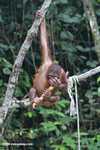 Orphaned orangutan playing with a stick of sugar cane at Sepilok -- borneo_5363