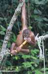 Orphaned orangutan playing with a stick of sugar cane at Sepilok -- borneo_5364