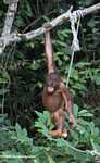 Orphaned orangutan playing with a sugar cane stick at Sepilok