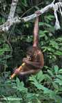 Orphaned orangutan chewing on sugar cane at Sepilok -- borneo_5374