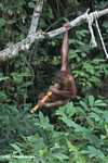 Orphaned orangutan chewing on sugar cane at Sepilok -- borneo_5375