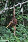 Orphaned orangutan chewing on sugar cane at Sepilok -- borneo_5379