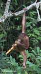 Orphaned orangutan chewing on sugar cane at Sepilok -- borneo_5380