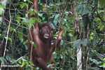 Orangutan at Sepilok -- borneo_5383