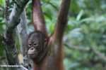 Orangutan at Sepilok -- borneo_5397