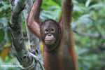 Orangutan at Sepilok -- borneo_5400