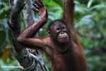Orangutan at Sepilok -- borneo_5401