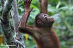 Orangutan at Sepilok -- borneo_5402