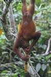 Orangutan hanging by its feet while eating sugar cane -- borneo_5404