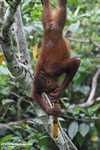 Orangutan hanging by its feet while eating sugar cane -- borneo_5405