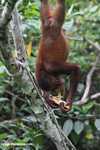 Orangutan hanging by its feet while eating sugar cane -- borneo_5407