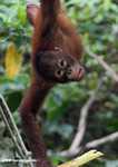 Orangutan tergantung oleh kakinya saat makan tebu