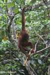 Orangutan hanging by its feet while eating sugar cane -- borneo_5409