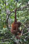 Orangutan hanging by its feet while eating sugar cane -- borneo_5410