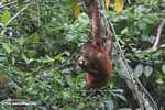 Orangutan hanging by its feet while eating sugar cane -- borneo_5411