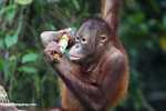 Orangutan at Sepilok -- borneo_5414