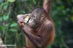 Orangutan at Sepilok -- borneo_5415