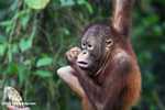 Orangutan at Sepilok -- borneo_5417