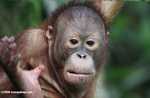 Orangutan at Sepilok -- borneo_5421