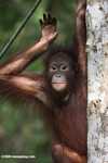 Orangutan at Sepilok -- borneo_5424