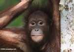 Orangutan at Sepilok -- borneo_5424a
