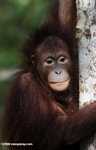 Orphaned orangutan at Sepilok -- borneo_5427