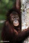 Orphaned orangutan at Sepilok -- borneo_5428a