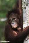 Orphaned orangutan at Sepilok -- borneo_5431
