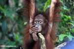 Orphaned orangutan at Sepilok -- borneo_5433
