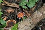 Black, white, and brown fungi -- borneo_6081