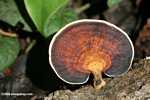 Black, white, and brown fungi -- borneo_6082