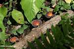 Black, white, and brown fungi -- borneo_6088