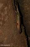 Bornean forest lizard -- borneo_6107