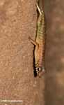 Bornean forest lizard -- borneo_6108