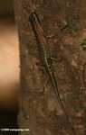 Bornean forest lizard -- borneo_6112