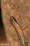 Bornean forest lizard -- borneo_6115