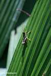 Multicolored grasshopper -- borneo_6122