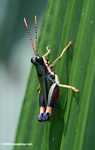Multicolored grasshopper -- borneo_6135