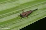Brown grasshopper -- borneo_6145