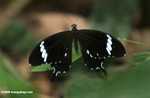 Black and white butterfly -- borneo_6161