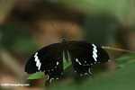 Black and white butterfly -- borneo_6163