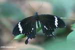 Black and white butterfly -- borneo_6164