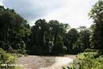 Danum river in Borneo -- borneo_6175
