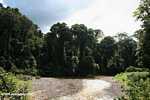 Danum river in Borneo -- borneo_6177